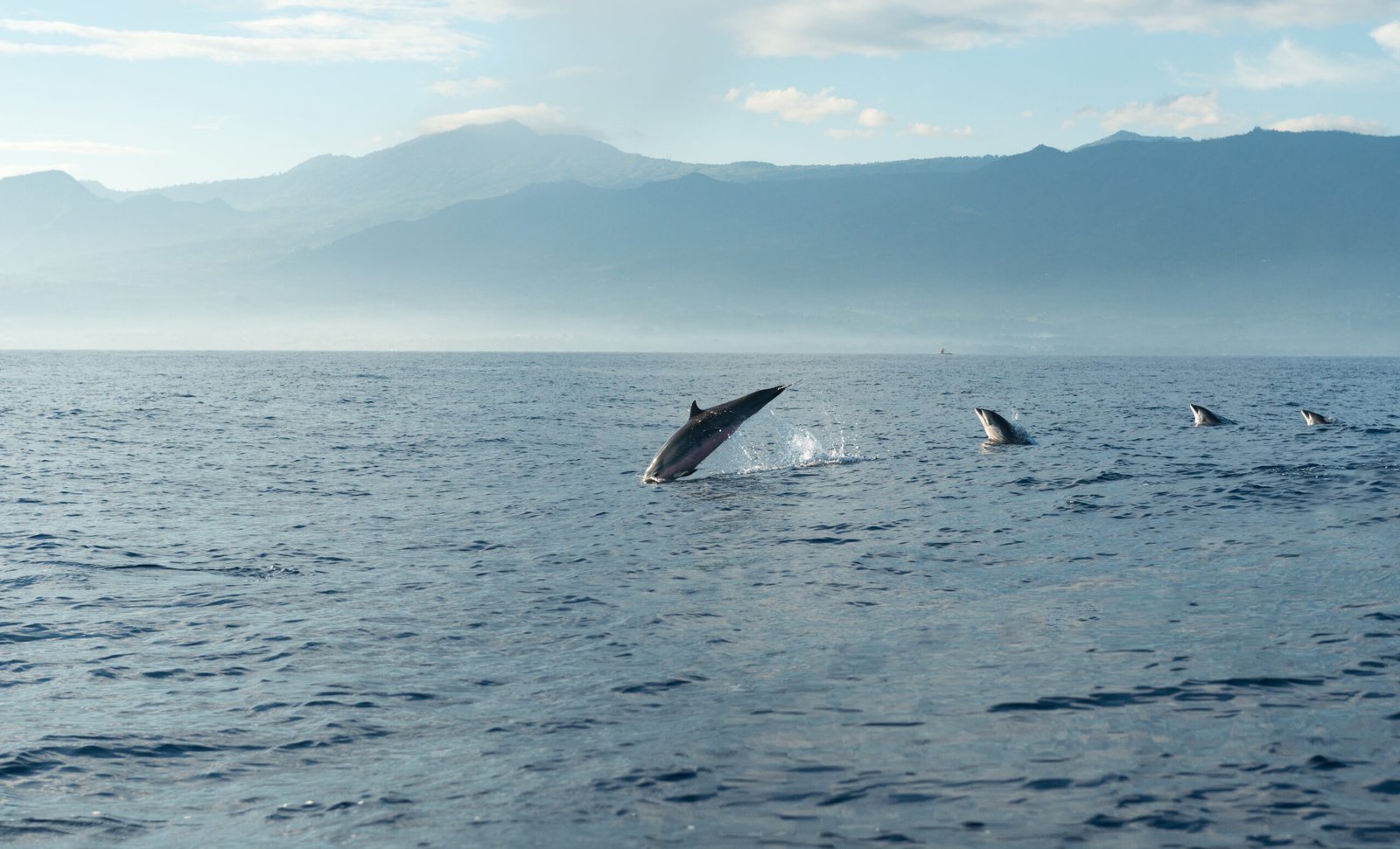 Whale Watching Challenges